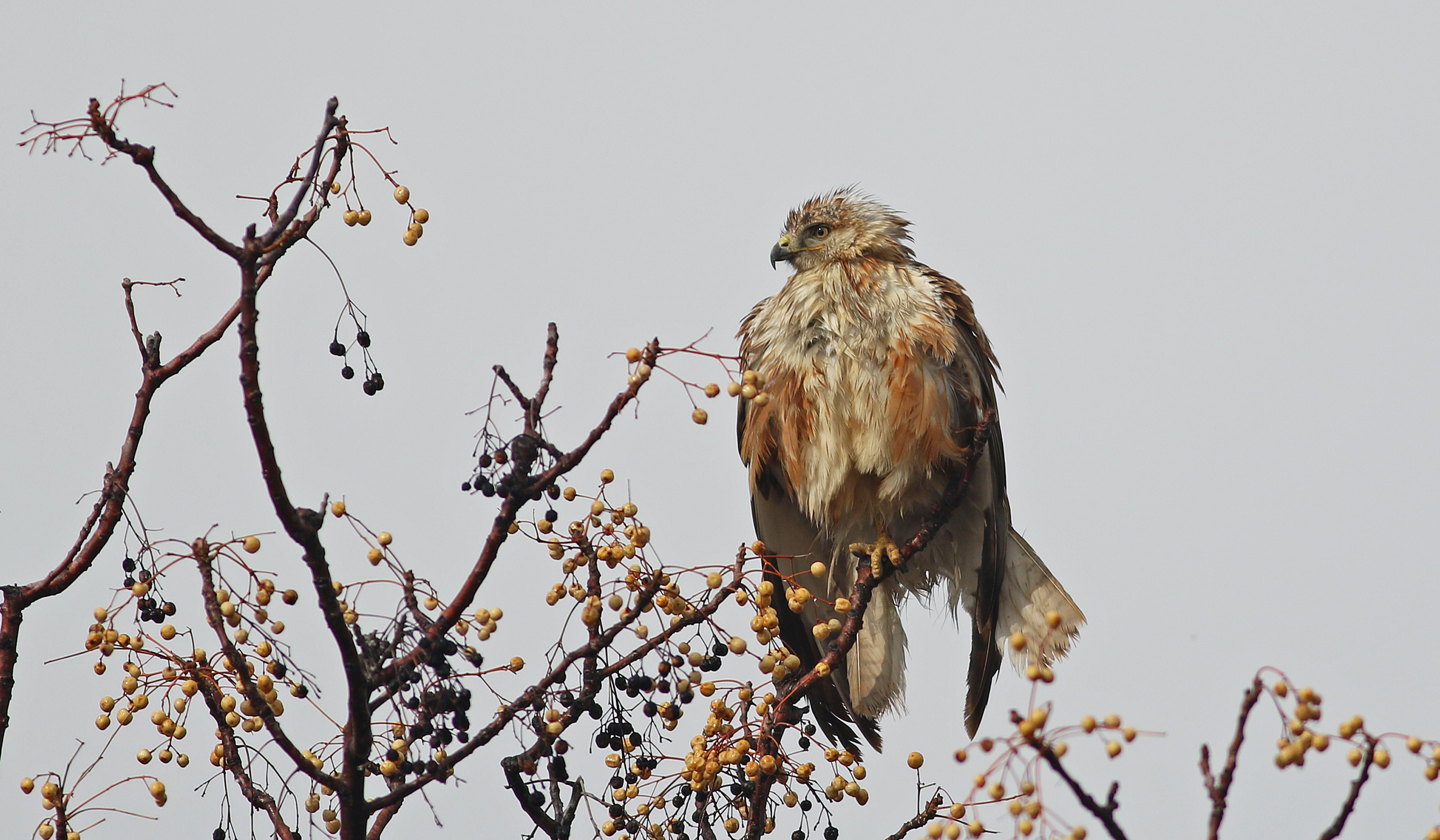 Long-legged Buzzard